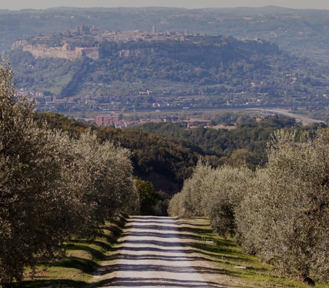 Territorio